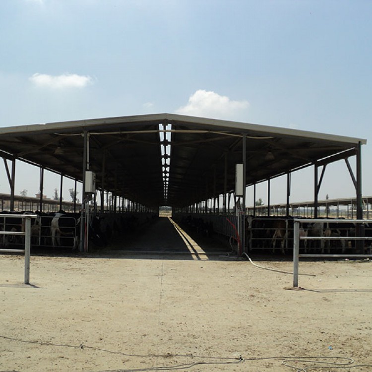 Danone Dairy Farm, Egypt